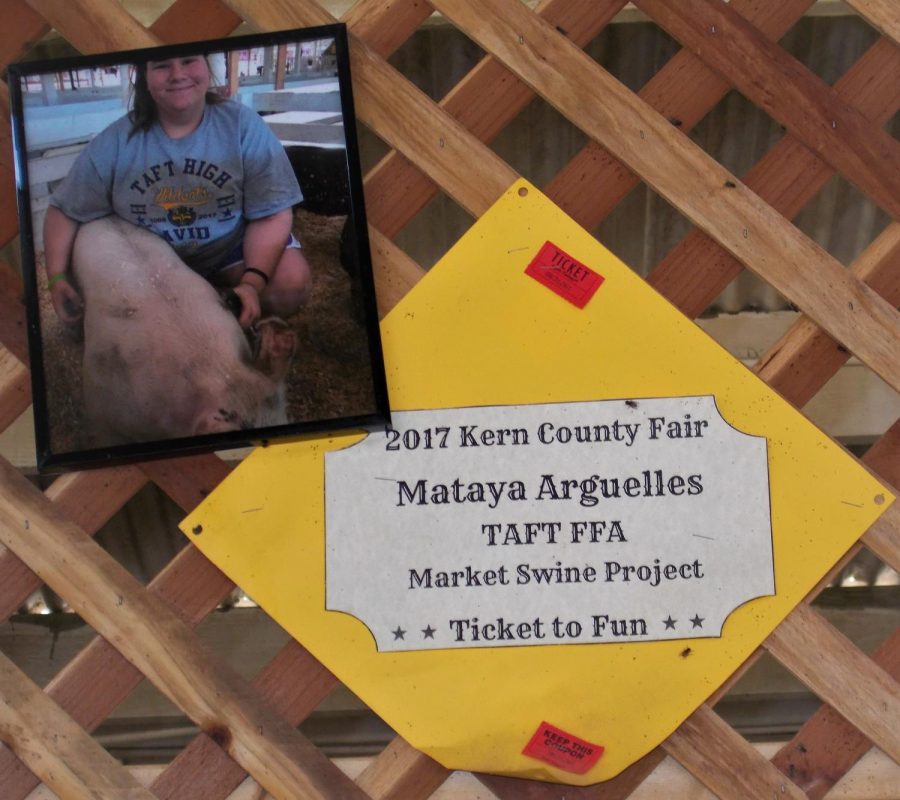 Mataya Arguelles with her market swine at the Kern County Fair