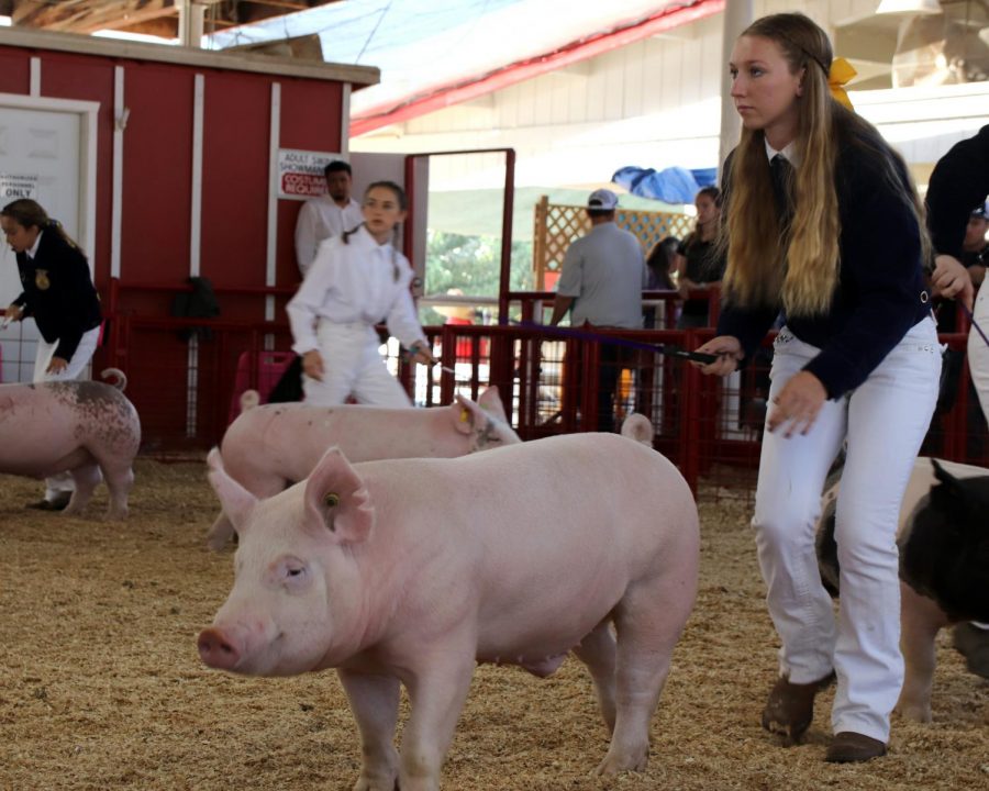 Alexis McCord showing her pig at the Kern County Fair.